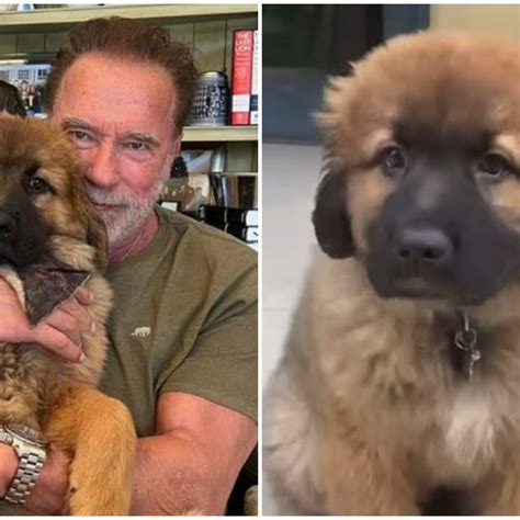 arnold schwarzenegger new puppy